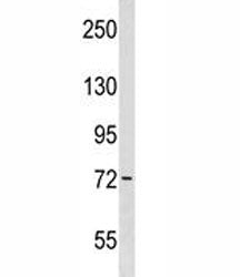 Wee1 Antibody