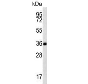 FSTL3 Antibody / Follistatin like-3