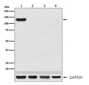CRISPR-Cas9 Antibody
