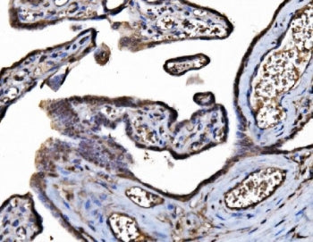 DYNLL1 Antibody / Dynein light chain 1