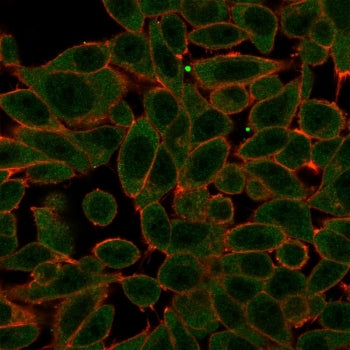 Immunofluorescent staining of PFA-fixed human HeLa cells with PRDM1 antibody (green, clone PCRP-PRDM