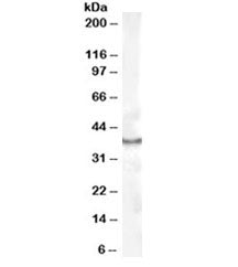 CDX2 Antibody