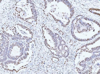 MCM6 Antibody