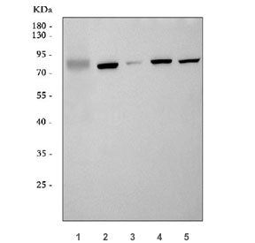 Western blot testing of 1) human A549, 2) rat kidney, 3) rat brain, 4) mouse kidney and 5) mouse bra