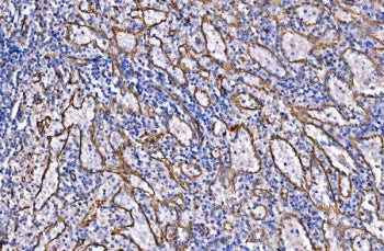 NLRP7 Antibody