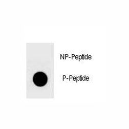 Dot blot analysis of phospho-YAP antibody. 50ng of phos-peptide or nonphos-peptide per dot were spot