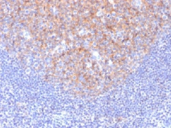 CD81 Antibody