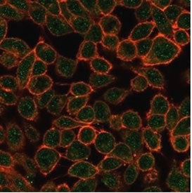 Immunofluorescent staining of PFA-fixed human HeLa cells using TDRKH antibody (green, clone PCRP-TDR