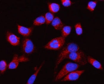 CP110 Antibody