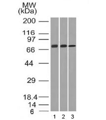 CD105 Antibody / Endoglin