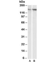 CD29 Antibody