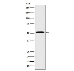 Western blot testing of human HepG2 cell lysate with HNF4A antibody. Predicted molecular weight ~50 