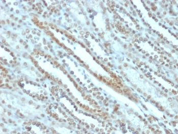 IHC staining of FFPE human kidney tissue with STAT3 antibody (clone PCRP-STAT3-2F12). HIER: boil tis