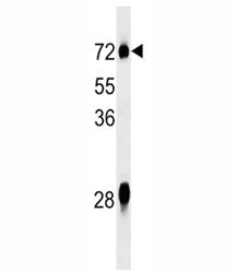 NOX3 Antibody