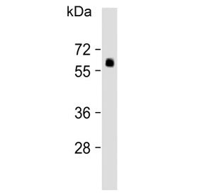 SMAD6 Antibody