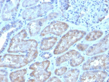 IHC staining of FFPE human kidney with FGF23 antibody. HIER: boil tissue sections in pH 9 10mM Tris 