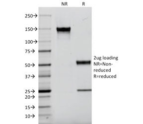 CD9 Antibody