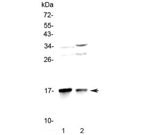 LC3A Antibody / MAP1LC3A