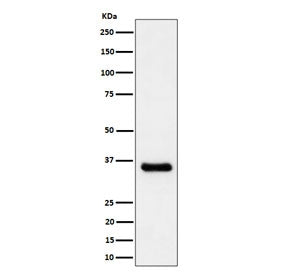 CCNH Antibody / Cyclin H