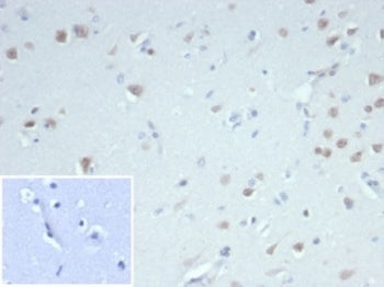 IHC staining of FFPE human cerebellum tissue with recombinant Fox3 antibody (clone NeuN/7071R). Nega