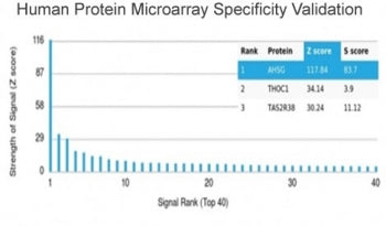 Fetuin-A Antibody / AHSG