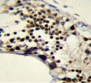 RACGAP1 Antibody