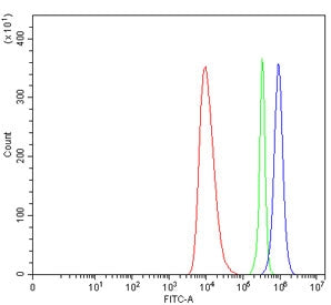 Flow cytometry testing of human HEL cells with Parathyroid Hormone Receptor 1 antibody at 1ug/millio