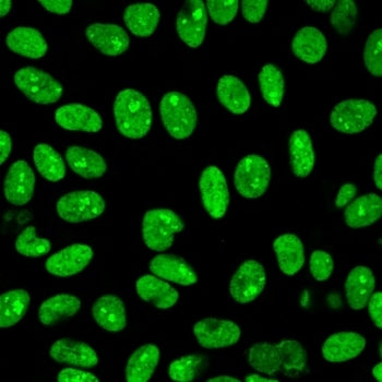 Immunofluorescent staining of MeOH-fixed human HeLa cells with recombinant Human Nuclear Antigen ant