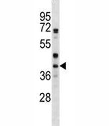 WNT6 Antibody