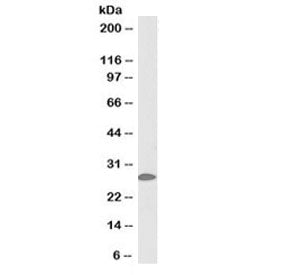 14-3-3 sigma Antibody (Biotin Conjugate)