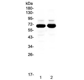 SF1 Antibody / Splicing factor 1