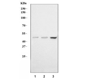 P2Y6 Antibody / P2RY6