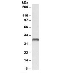 CLL-1 Antibody
