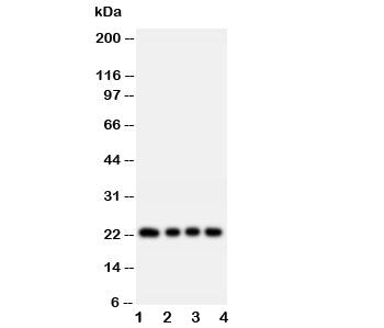 FGF22 Antibody