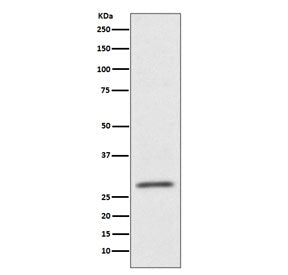 CD99 Antibody