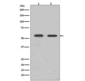 FYN Antibody / Tyrosine-protein kinase Fyn