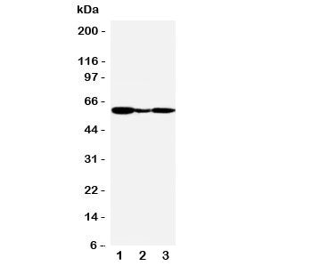 GPR30 Antibody