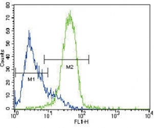 GATA4 Antibody