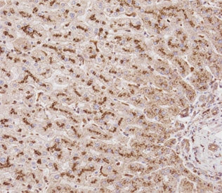 Beta Glucuronidase Antibody / Gusb