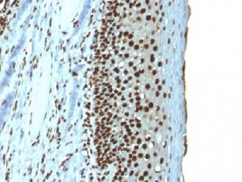 Histone H1 Antibody