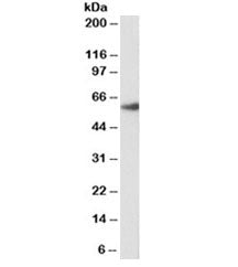 FOXA2 Antibody [Biotin Conjugate]