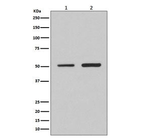 IRF2 Antibody / Interferon regulatory factor 2