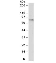 VCAM Antibody