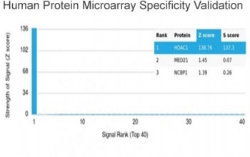 HDAC1 Antibody