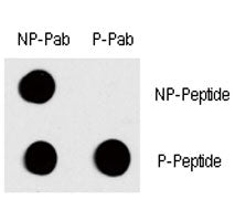Phospho-c-Fos Antibody (pT232)