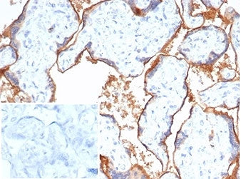 IHC staining of FFPE human placental tissue with PVRL4 antibody (clone NECT4/7271). Negative control