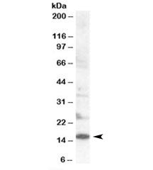 SH2D1 Antibody