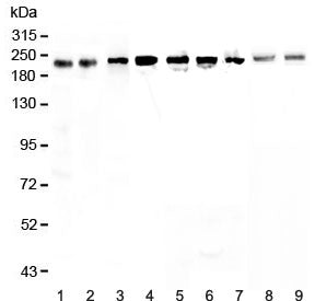 BRG1 Antibody / SMARCA4