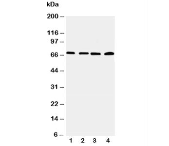 IRAK2 Antibody