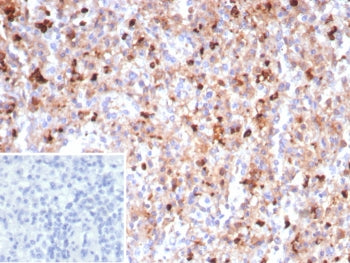 IHC staining of FFPE human spleen tissue with MPO antibody (clone MPO/8290R). Inset: PBS used in pla